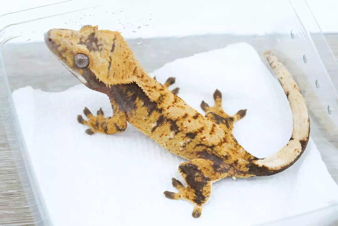 #361 15g male Halloween thumbnail