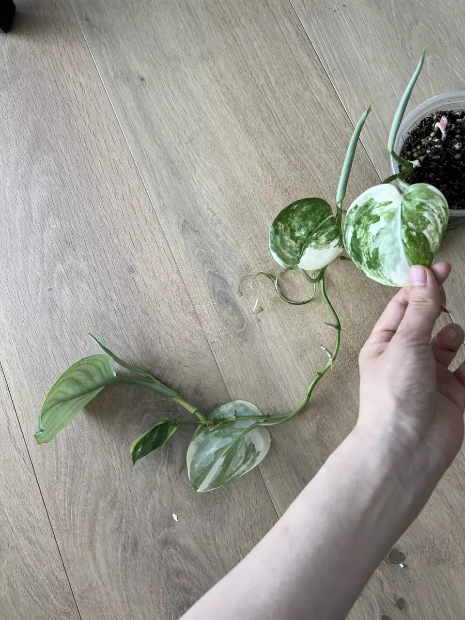 Scindapsus jade satin Aurea thumbnail