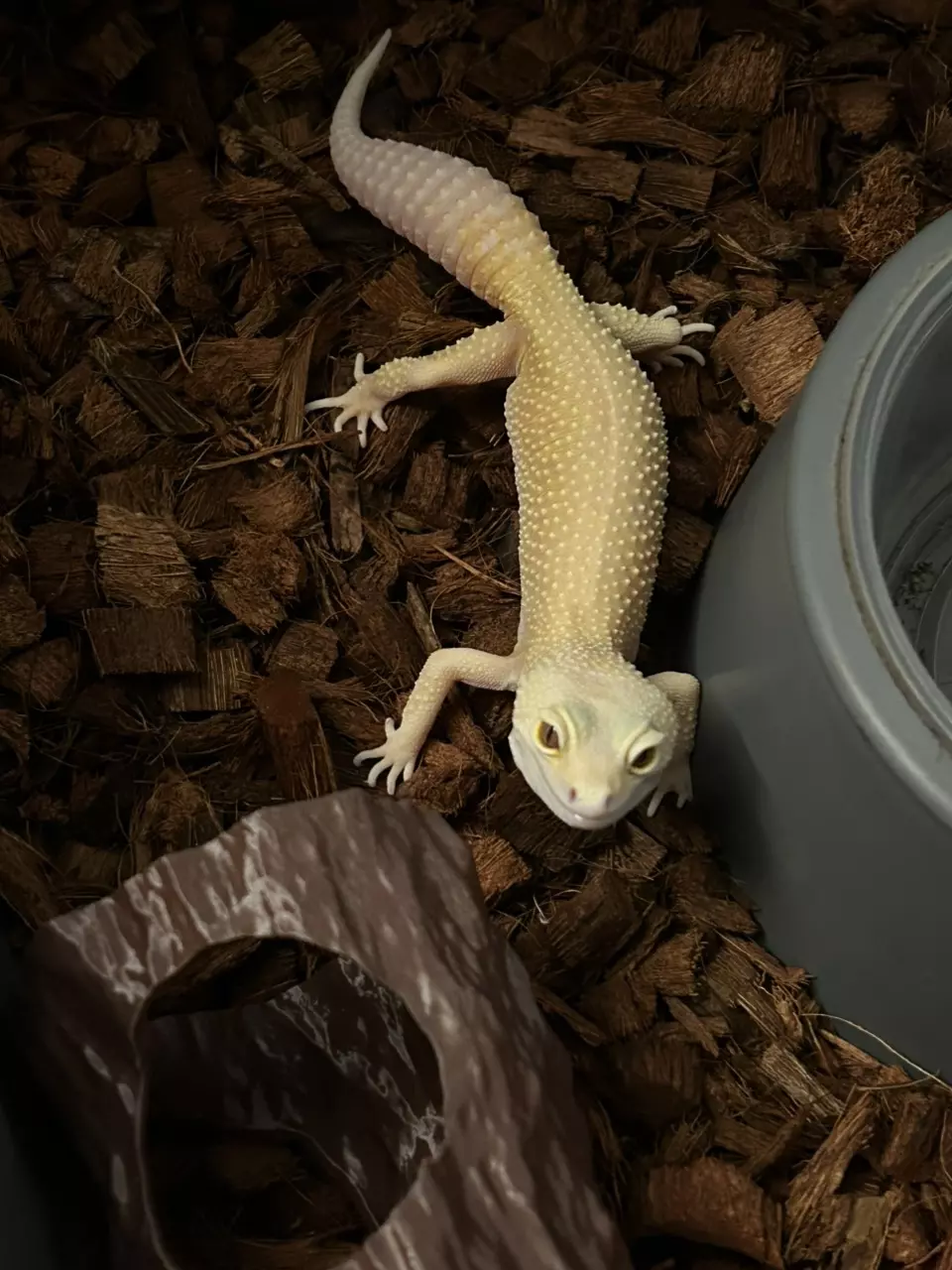 Albino patternless female thumbnail