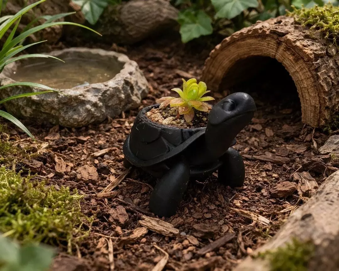 Pinguicula marciano on a tortoise planter thumbnail