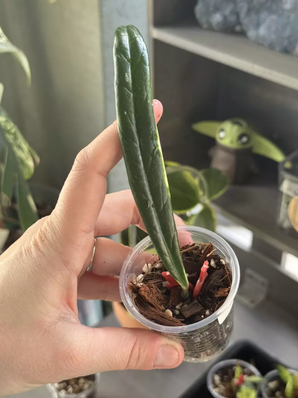 Hoya Suluwesiana Albo thumbnail