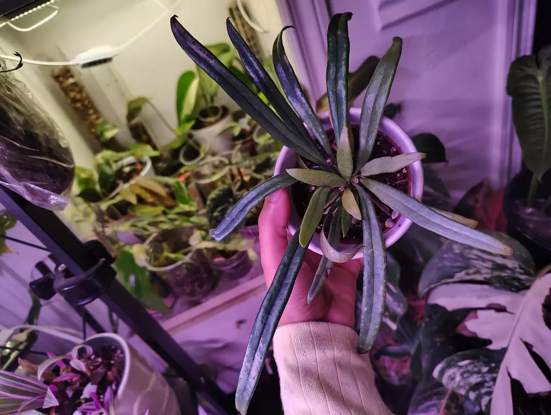 Blue oil fern thumbnail