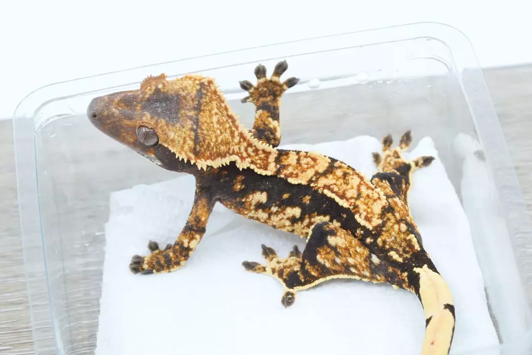 #366 20g npv double barrel offspring thumbnail