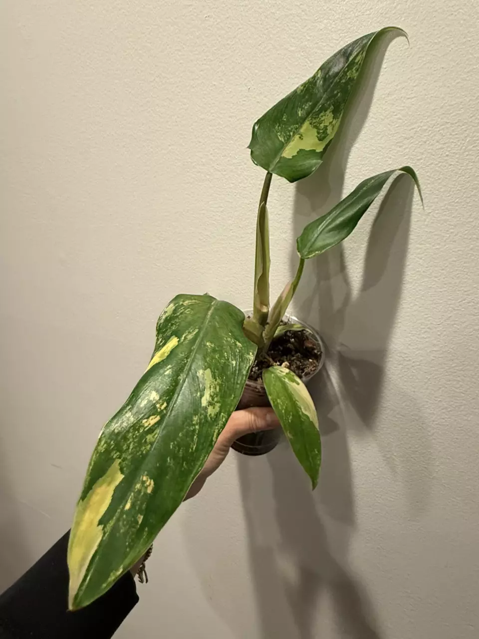 Variegated Domesticum thumbnail