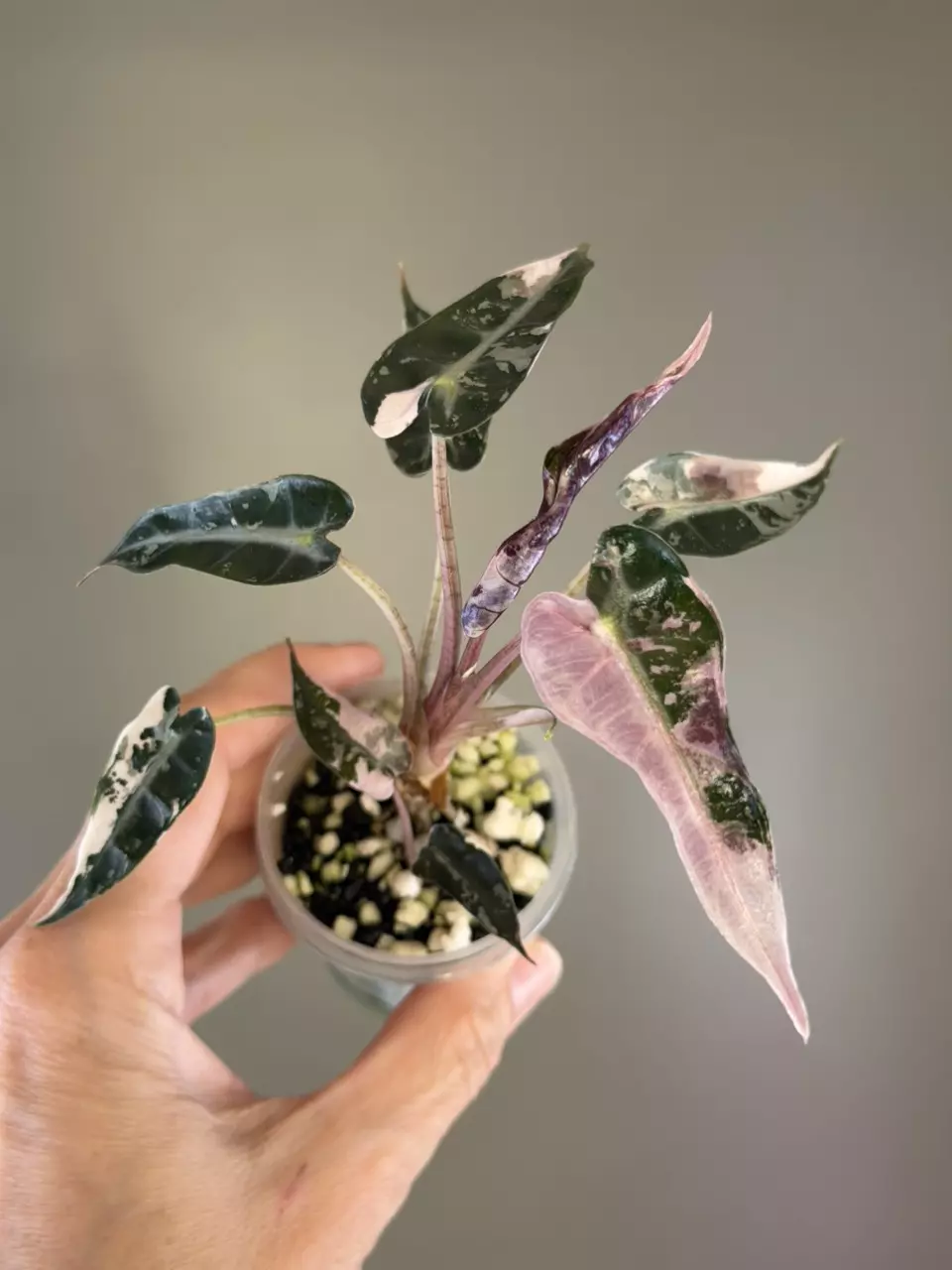 575 Alocasia Pink Bambino thumbnail