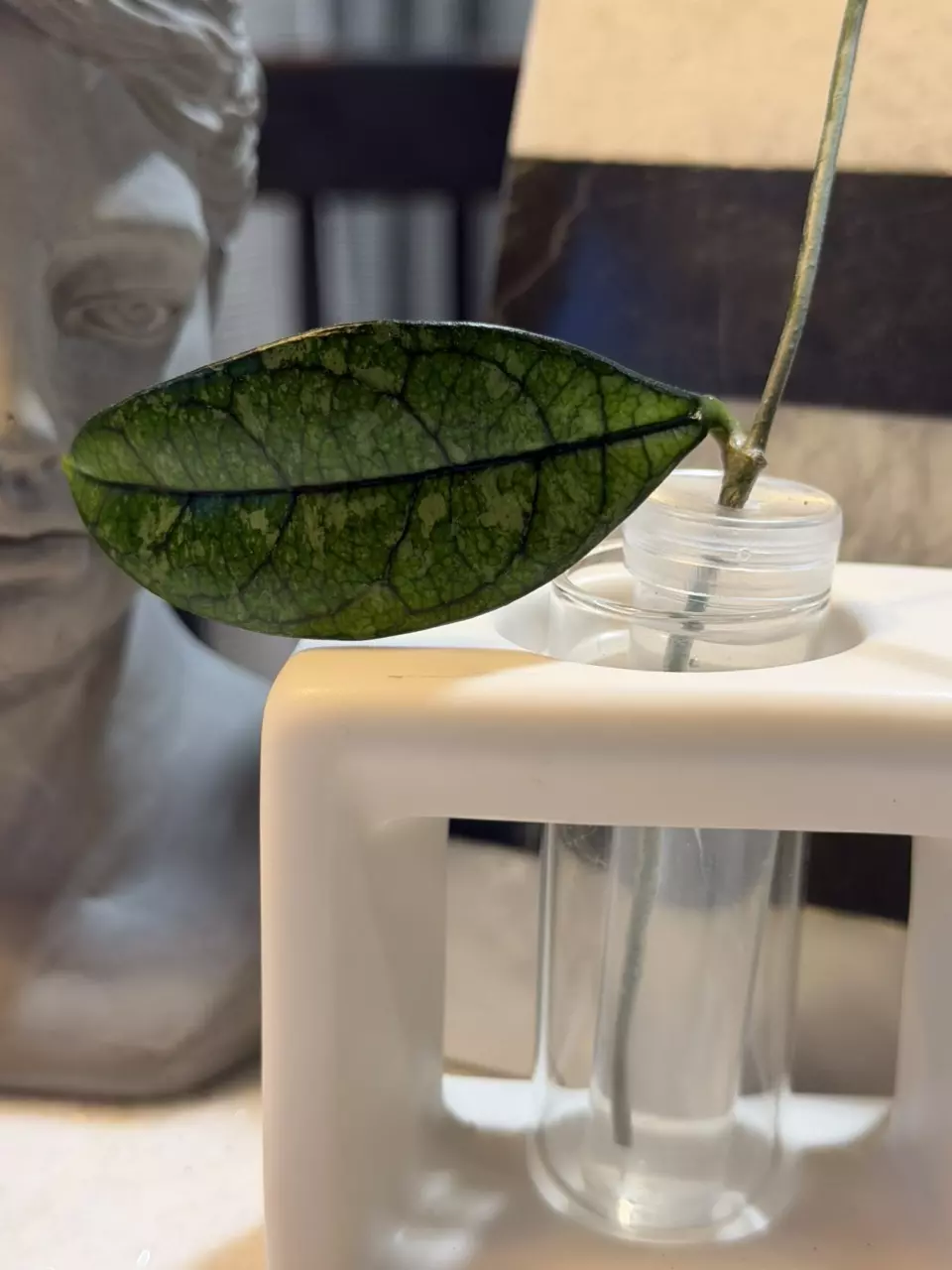 Hoya crassipetiolata splash thumbnail