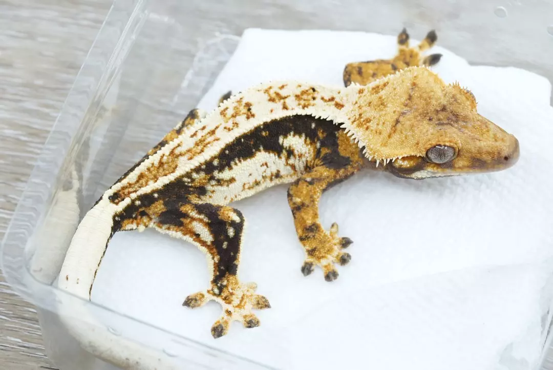 #368 25g Male tidewater x emda tri color thumbnail