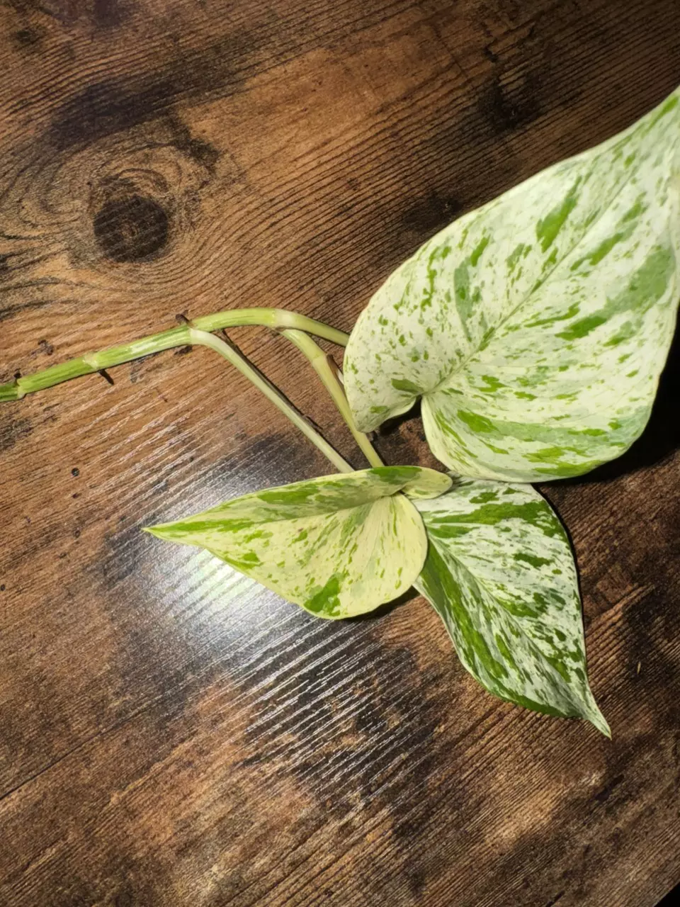 Snow Queen Pothos — Fresh 2+ Node Cutting (Add-On Only) thumbnail