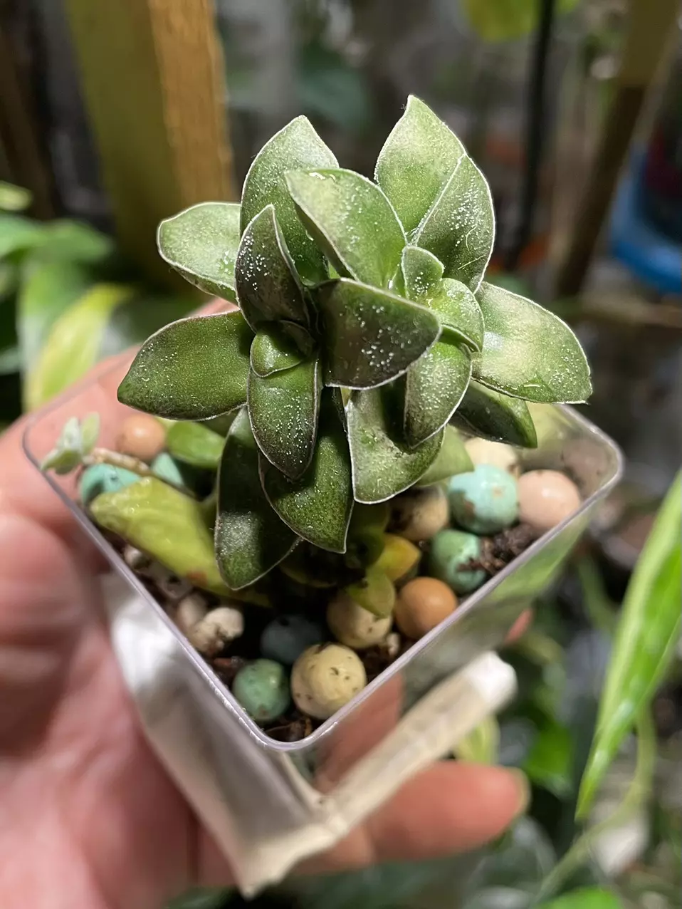 Crassula Springtime thumbnail