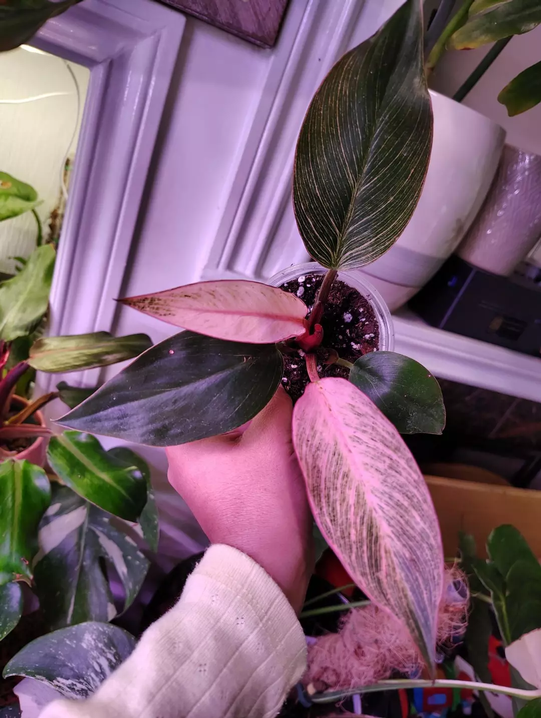 Philodendron pink birkin thumbnail
