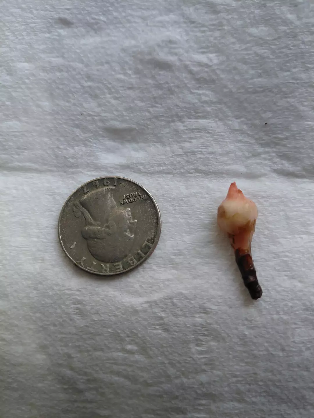 Alocasia True Pink Cuprea Corm Medium Sized thumbnail