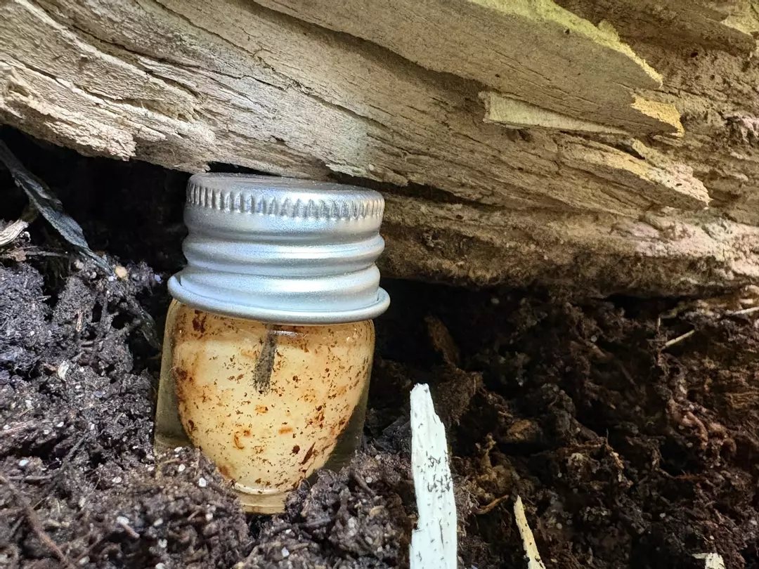 Leopard Gecko Egg-wet speciman thumbnail