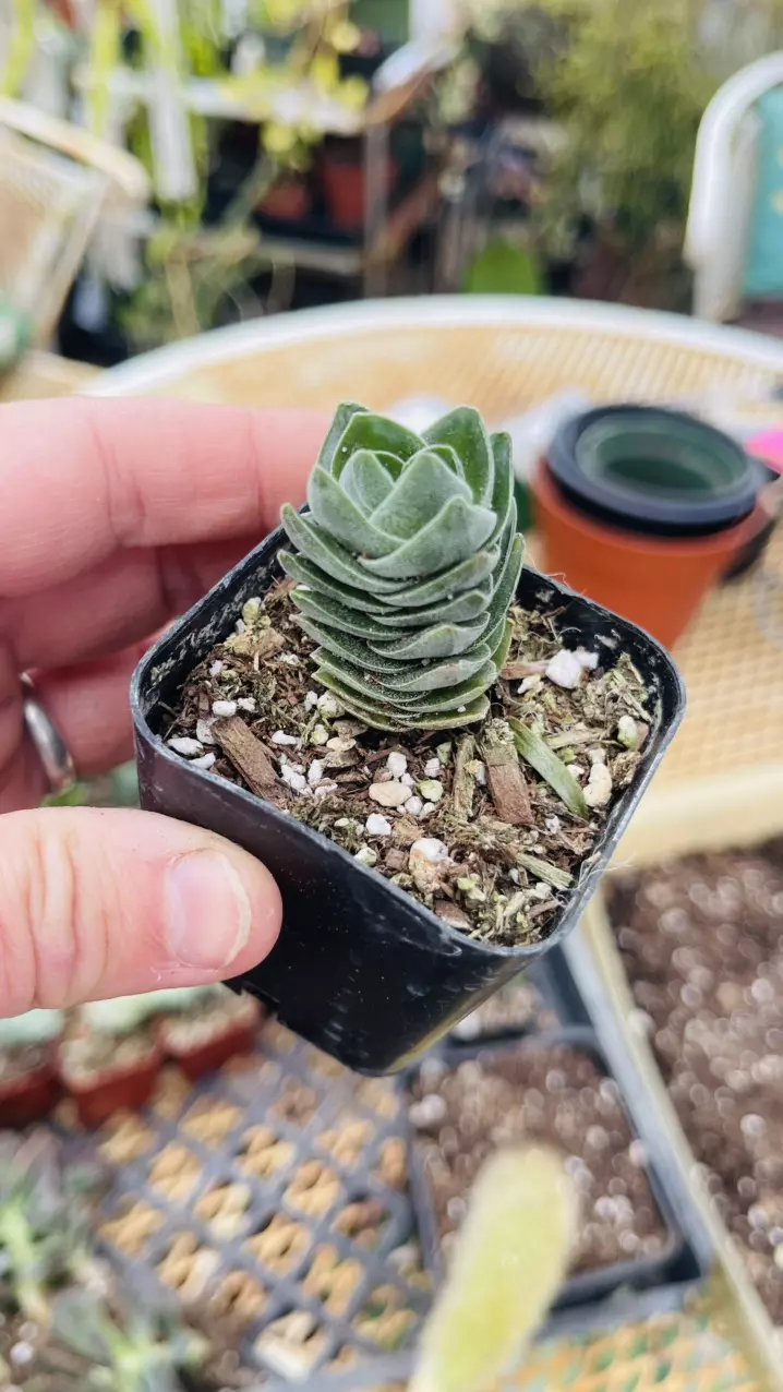 Crassula Buddha’s Temple 2” thumbnail