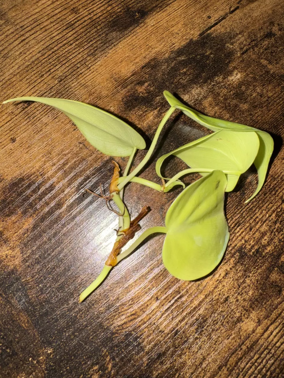 Lemon Lime Pothos — Fresh 2+ Node Cutting (Add-On Only) thumbnail