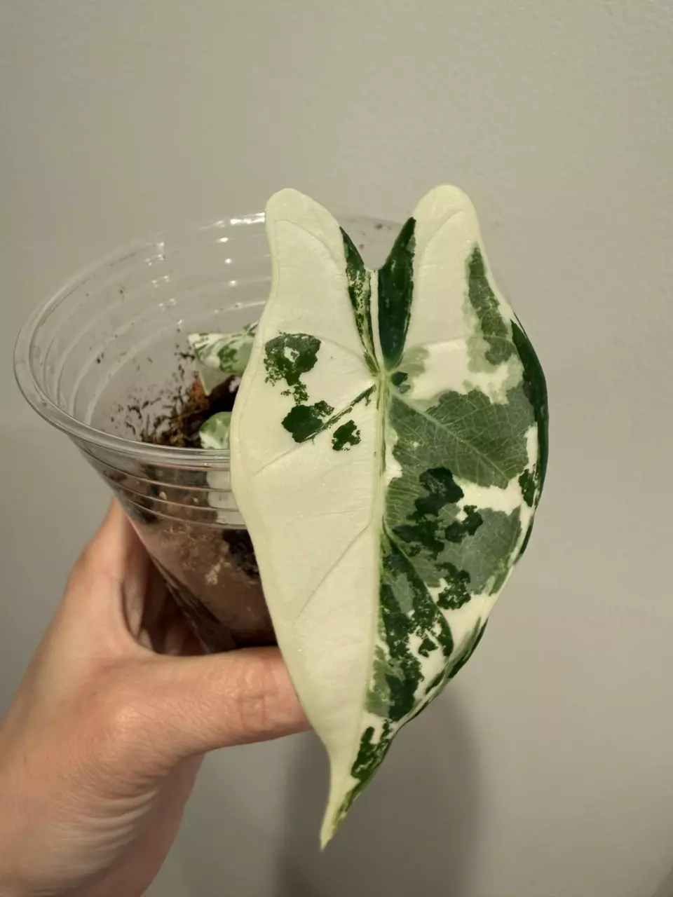 Variegated Frydek thumbnail