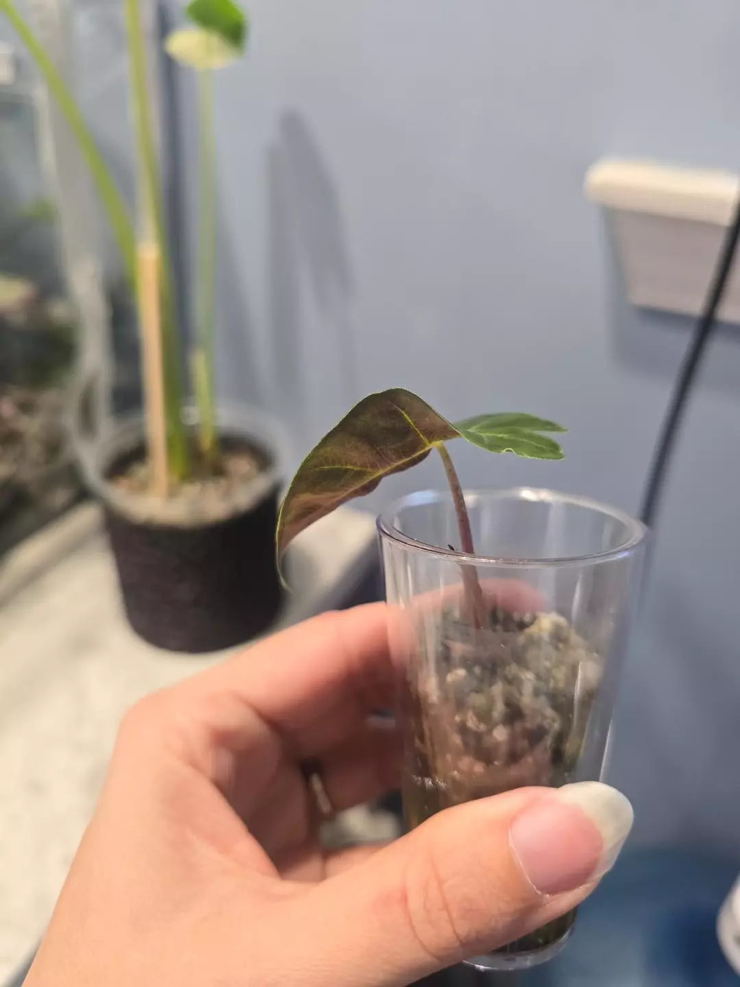 Pink Dragon Alocasia thumbnail