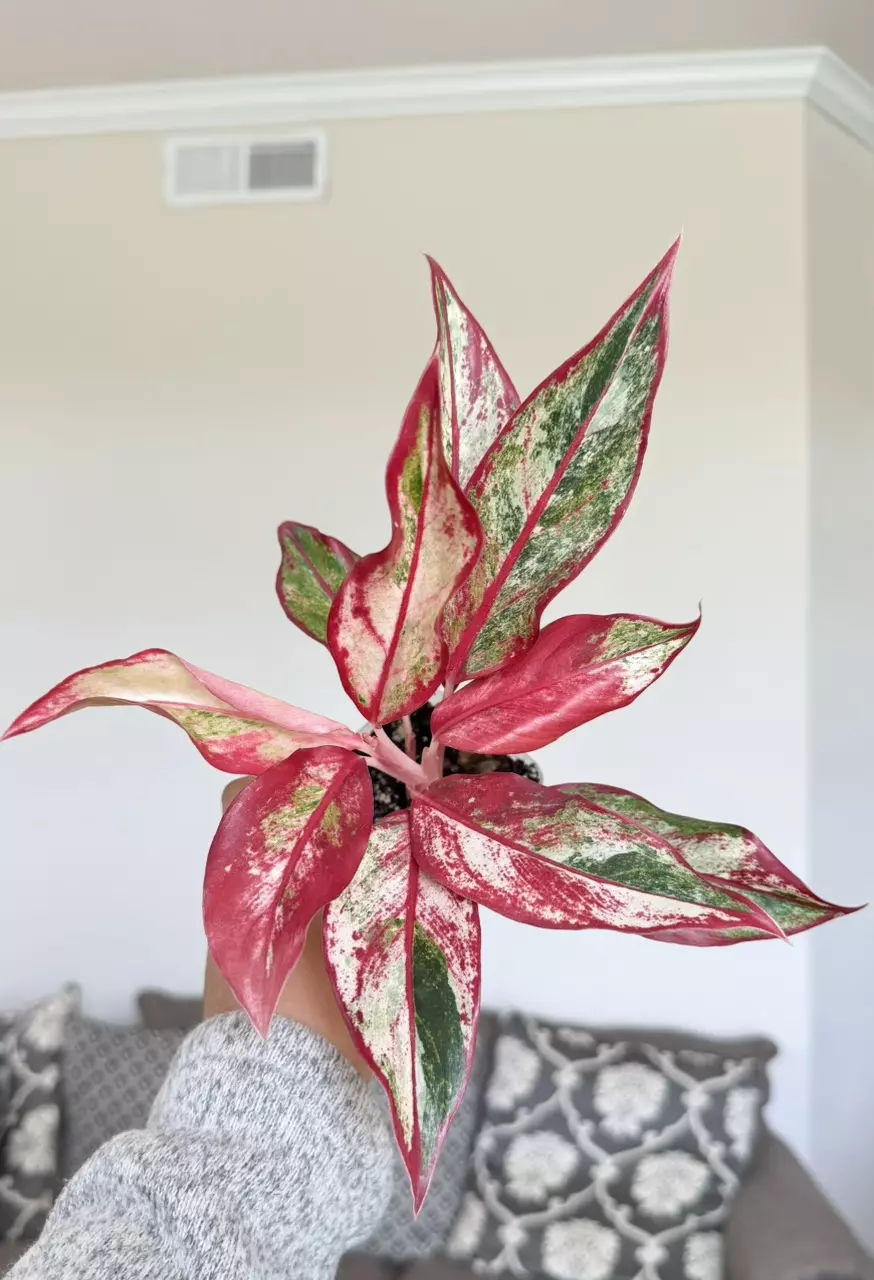 Aglaonema Siam Aurora Variegated thumbnail