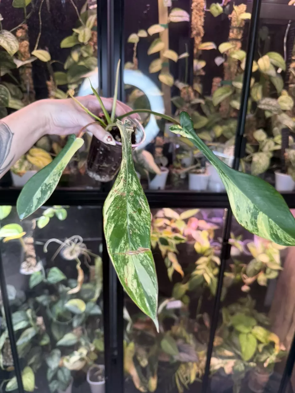 Philodendron Joepii Variegated thumbnail