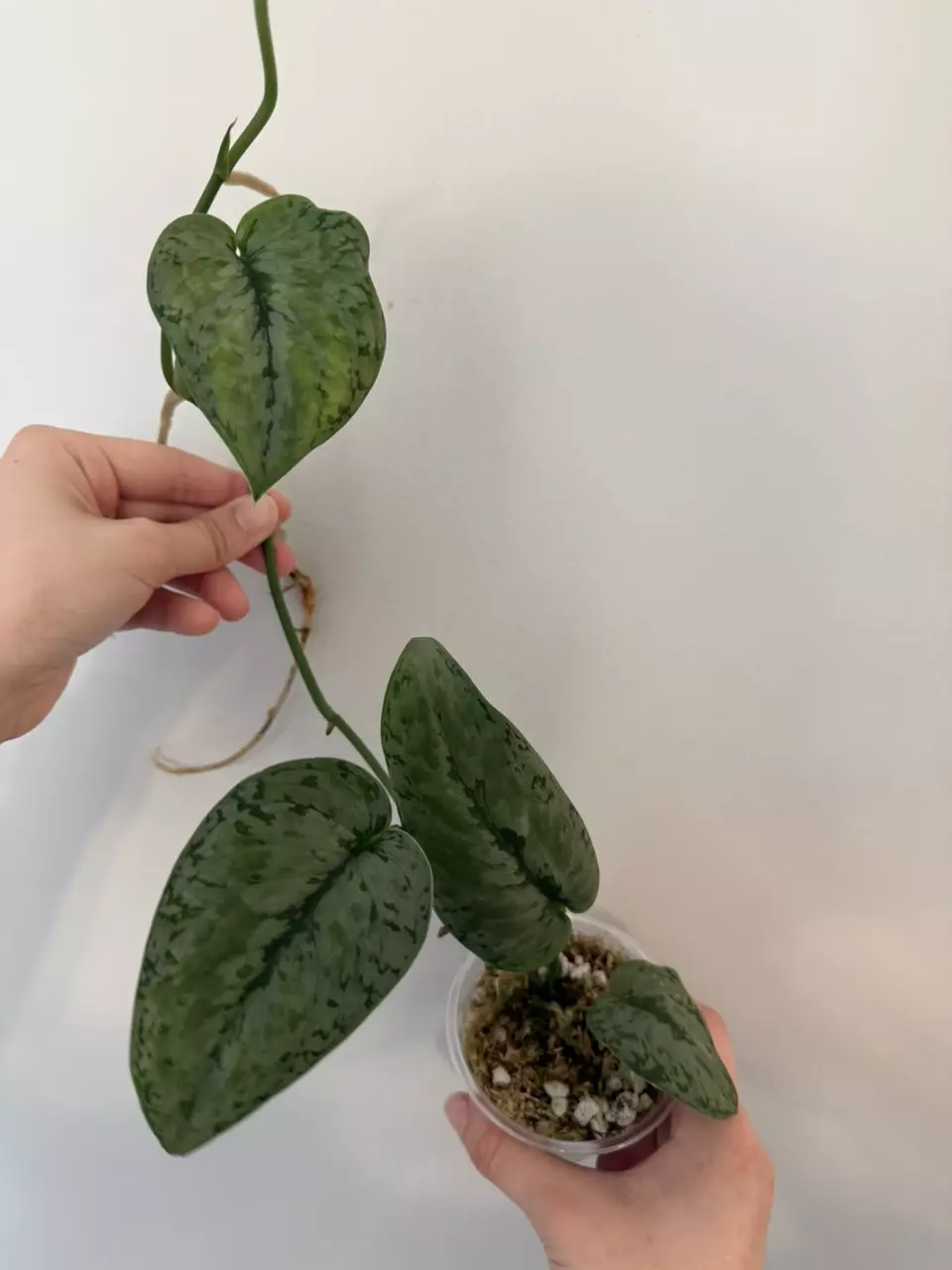 Scindapsus Silver Cloud thumbnail