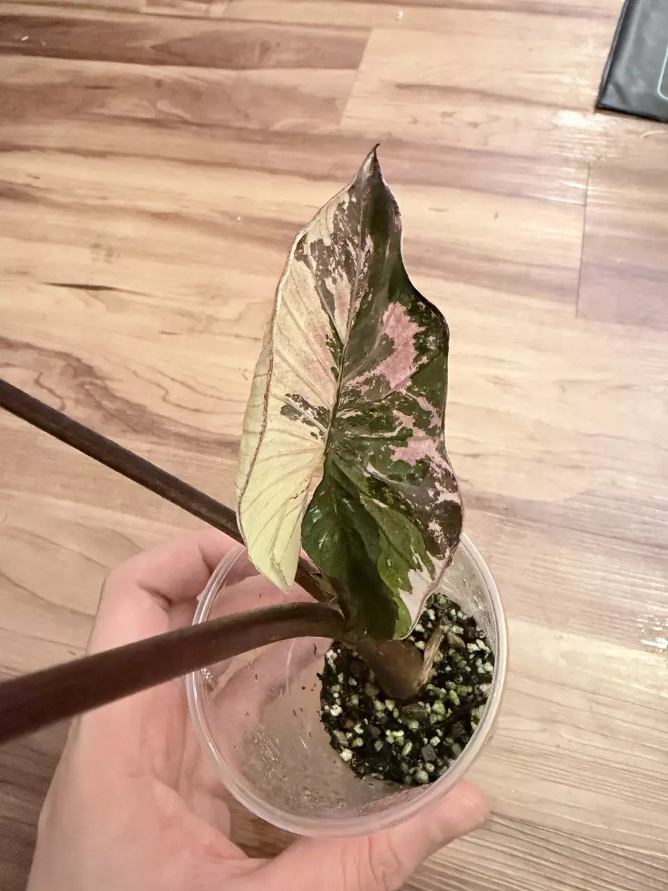 Alocasia Serendipity Pink thumbnail