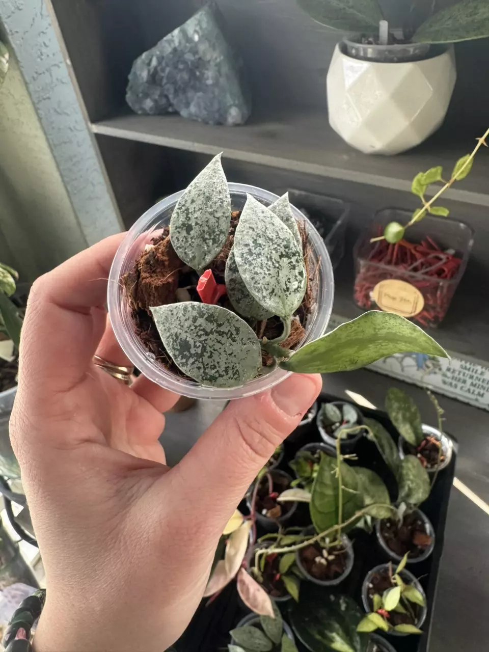Hoya Lacunosa Jawa Barat C thumbnail