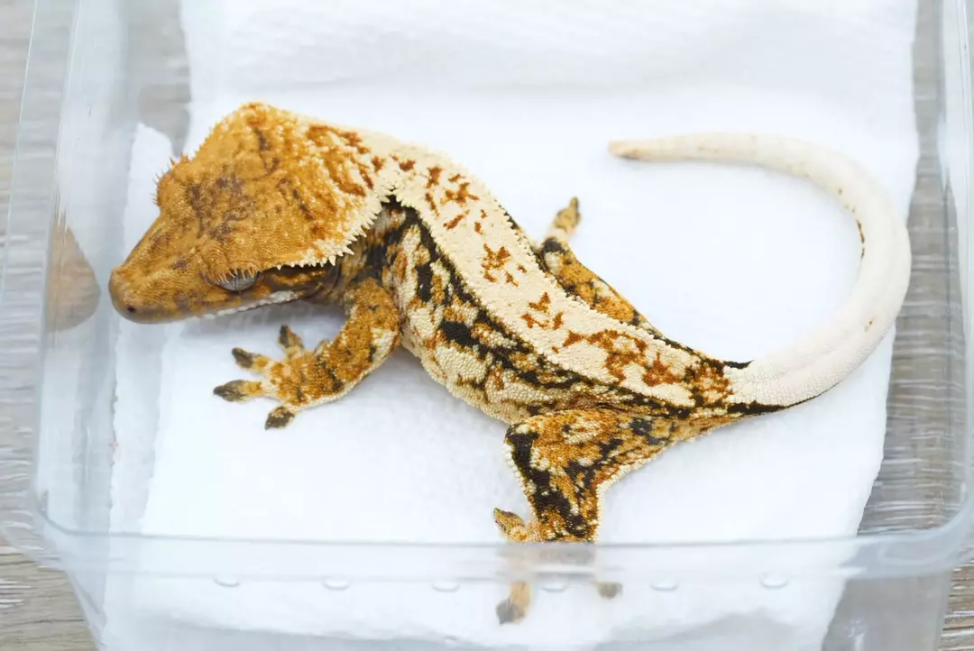 #358 20g female Midas x gf1 tri color thumbnail