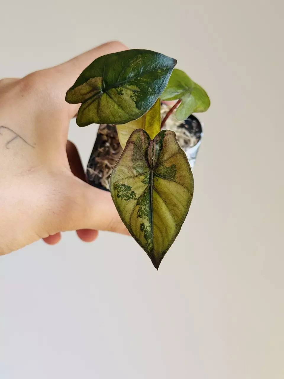 Yucatan Pink Princess Tricolor thumbnail