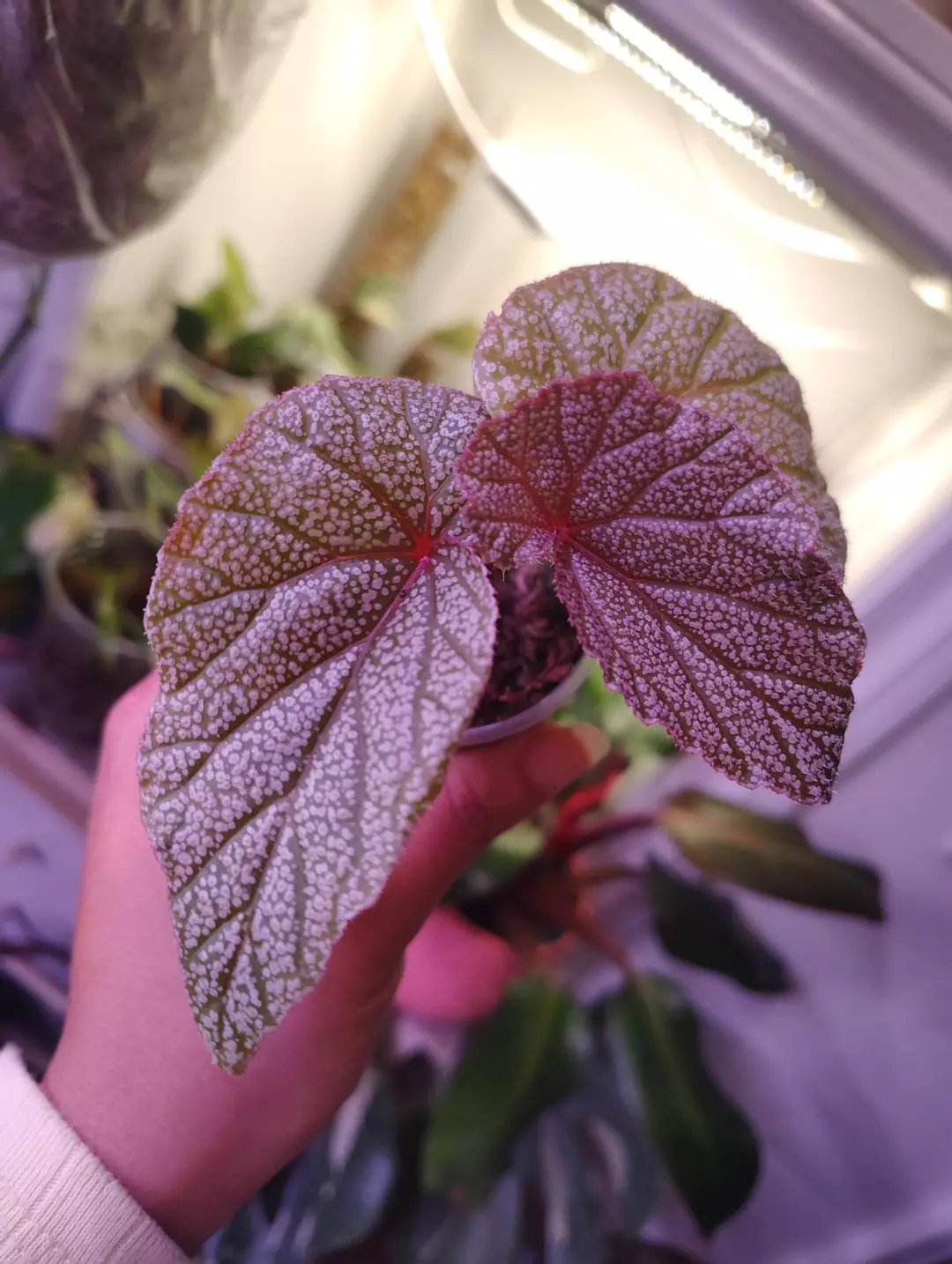 Begonia sinbad thumbnail