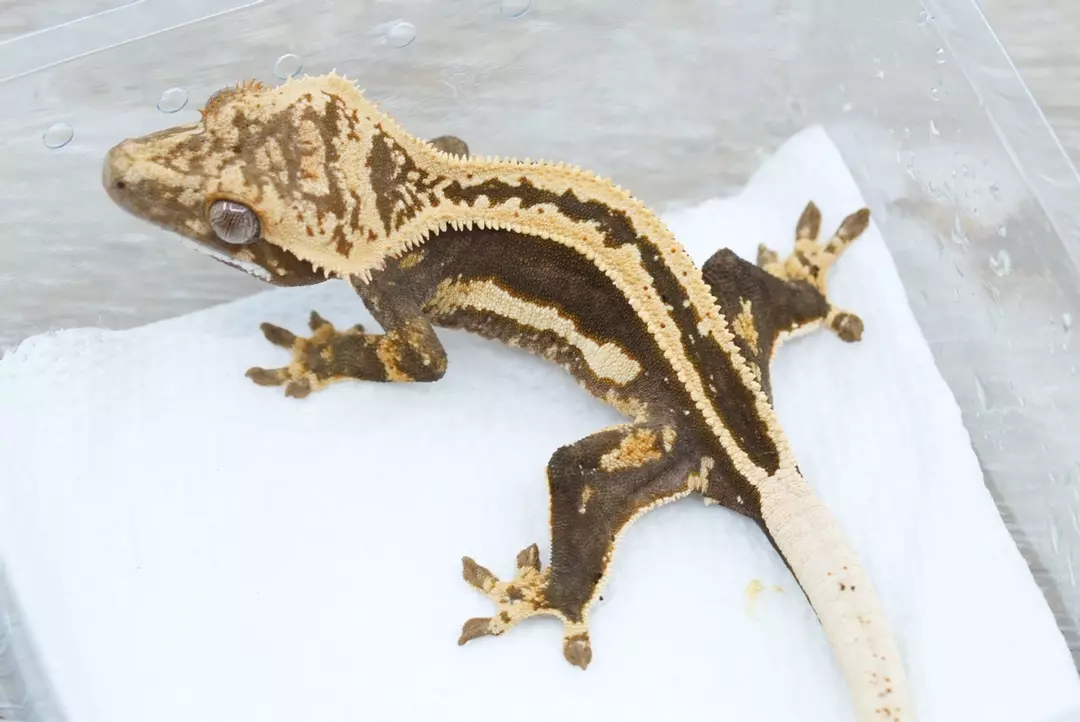 #362 15g female super stripe (new pairing) holdback thumbnail