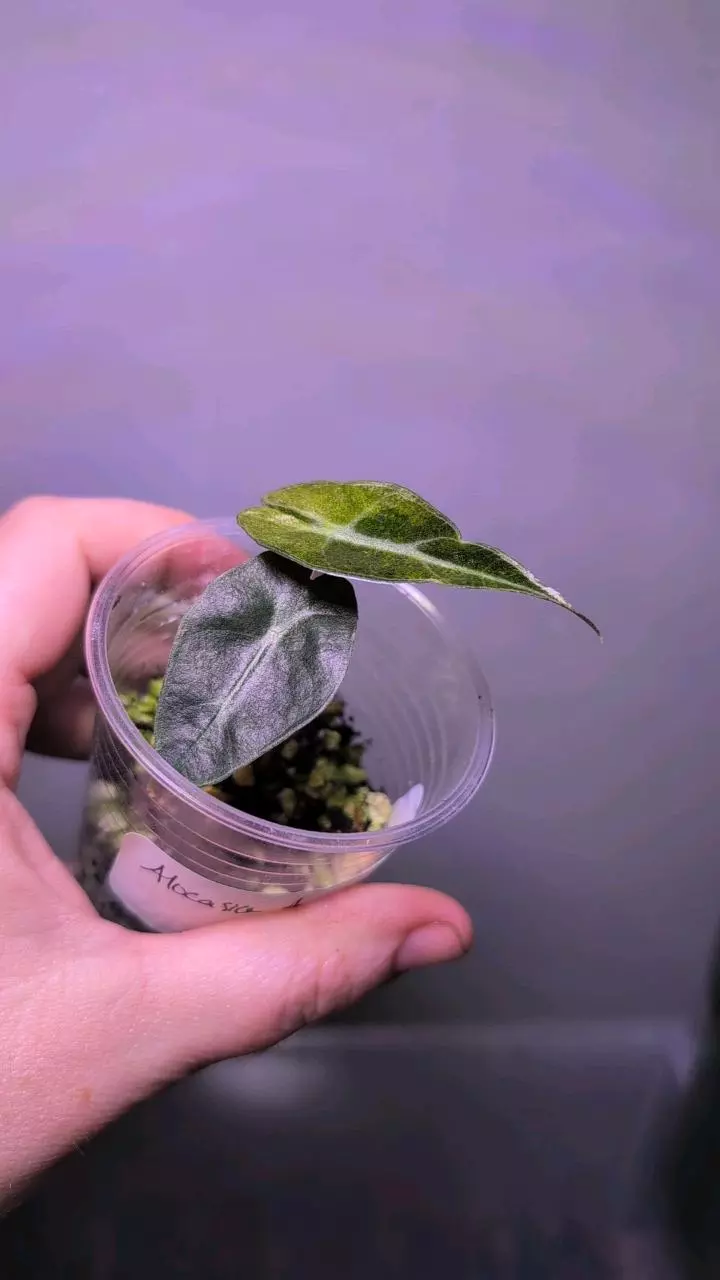Alocasia Amazonica from TC thumbnail