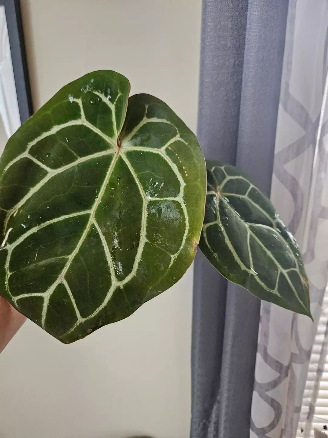 Anthurium Magnificum x crystallinum thumbnail