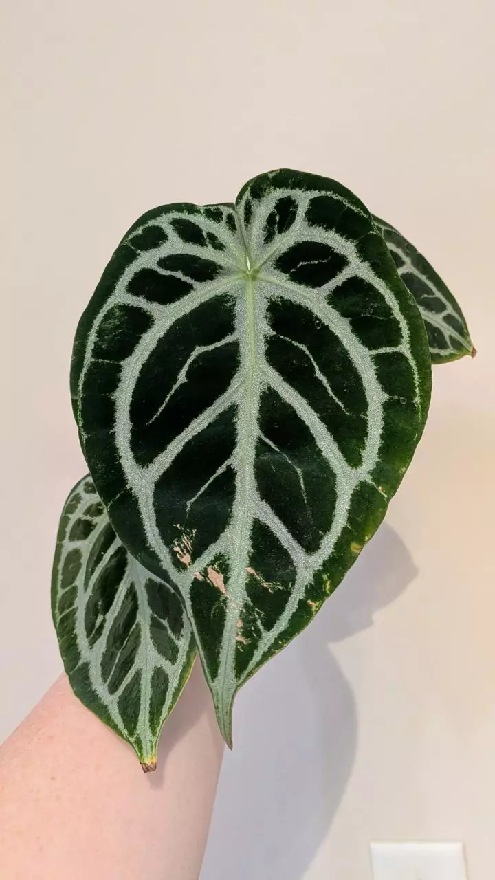 Silver krome butterfly x chocolate crystal thumbnail