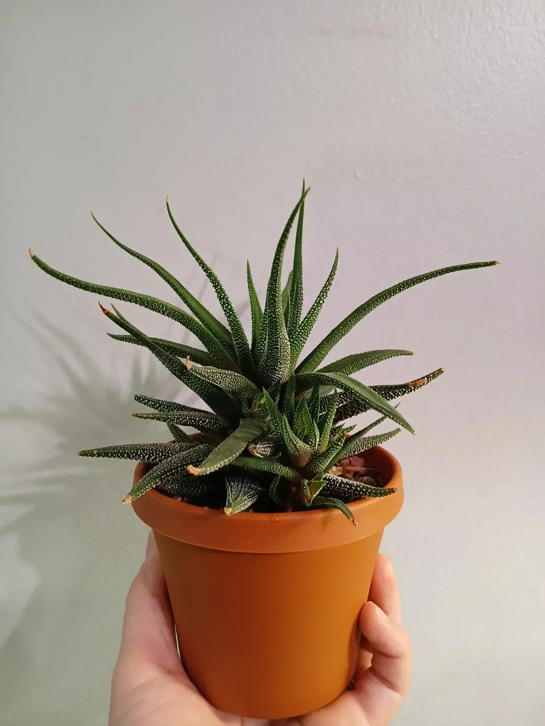 Haworthia Plant thumbnail