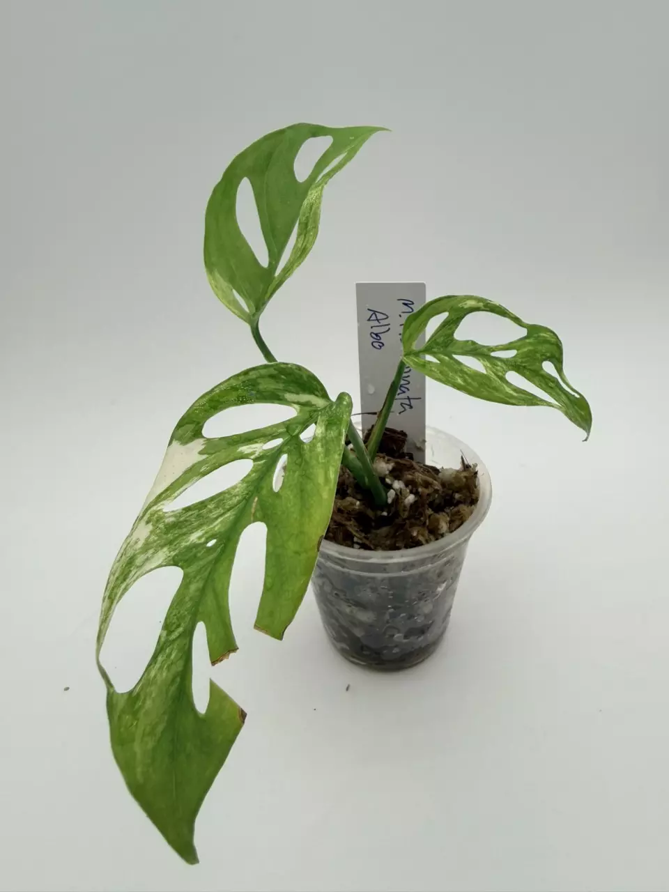 Monstera Acuminata Albo thumbnail
