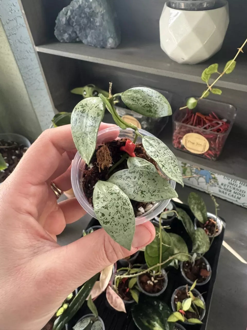 Hoya Lacunosa Jawa Barat D thumbnail