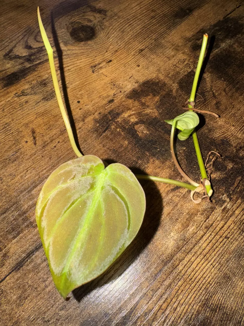 Philodendron Micans — Fresh 2+ Node Cutting (Add-On Only) thumbnail