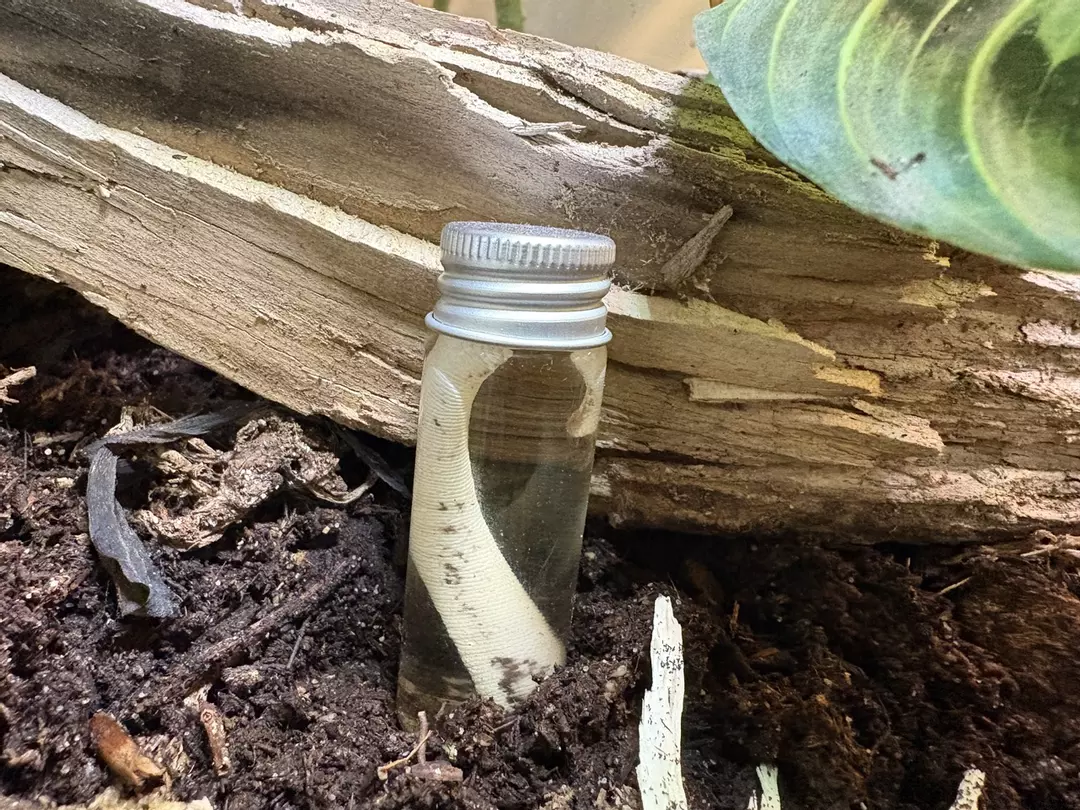 Lily White TAIL-wet speciman thumbnail