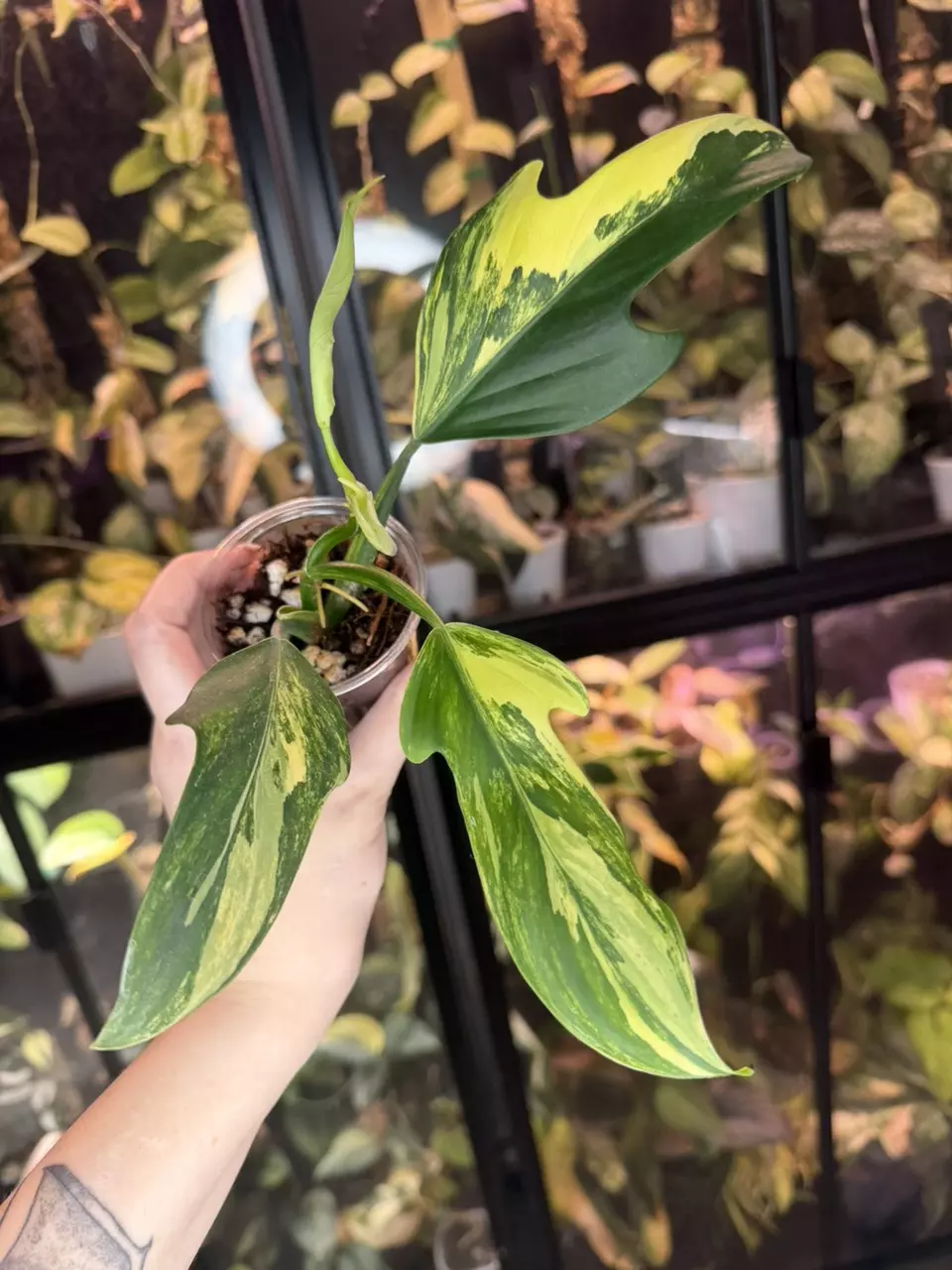 Philodendron Panduriforme Variegated thumbnail