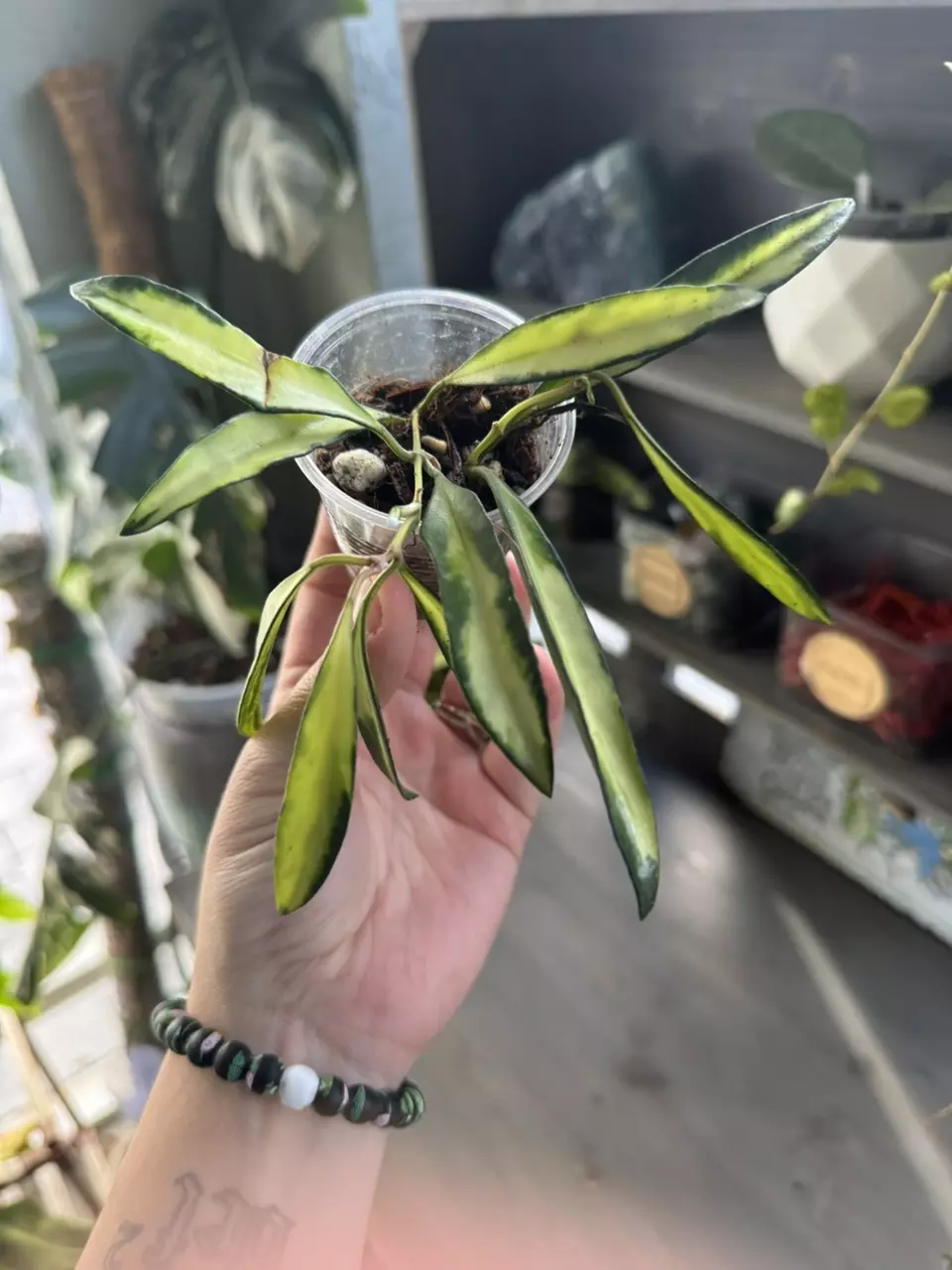 Hoya Wayetti Varigated thumbnail