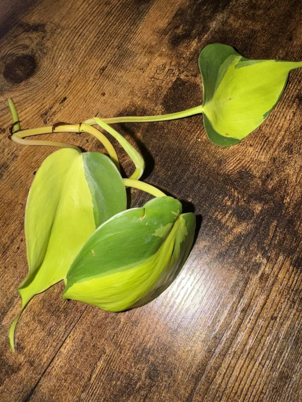 Philodendron Brasil — Fresh 2+ Node Cutting (Add-On Only) thumbnail