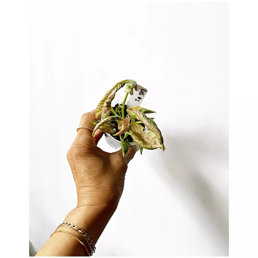 🔥Syngonium Rolli #2 thumbnail