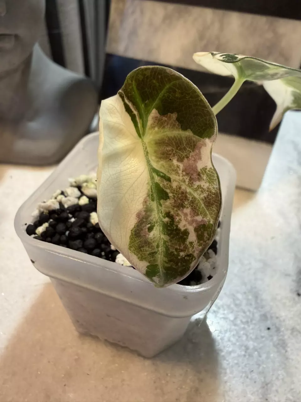 Alocasia Pink Black Velvet 130 thumbnail