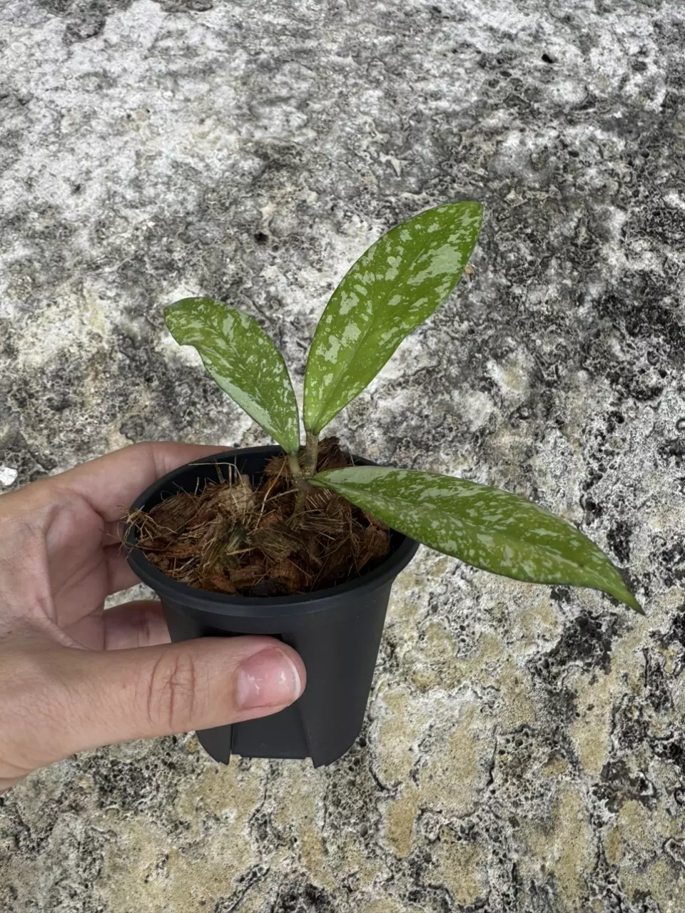 Hoya Crassipetiolata x Michelle 3” thumbnail