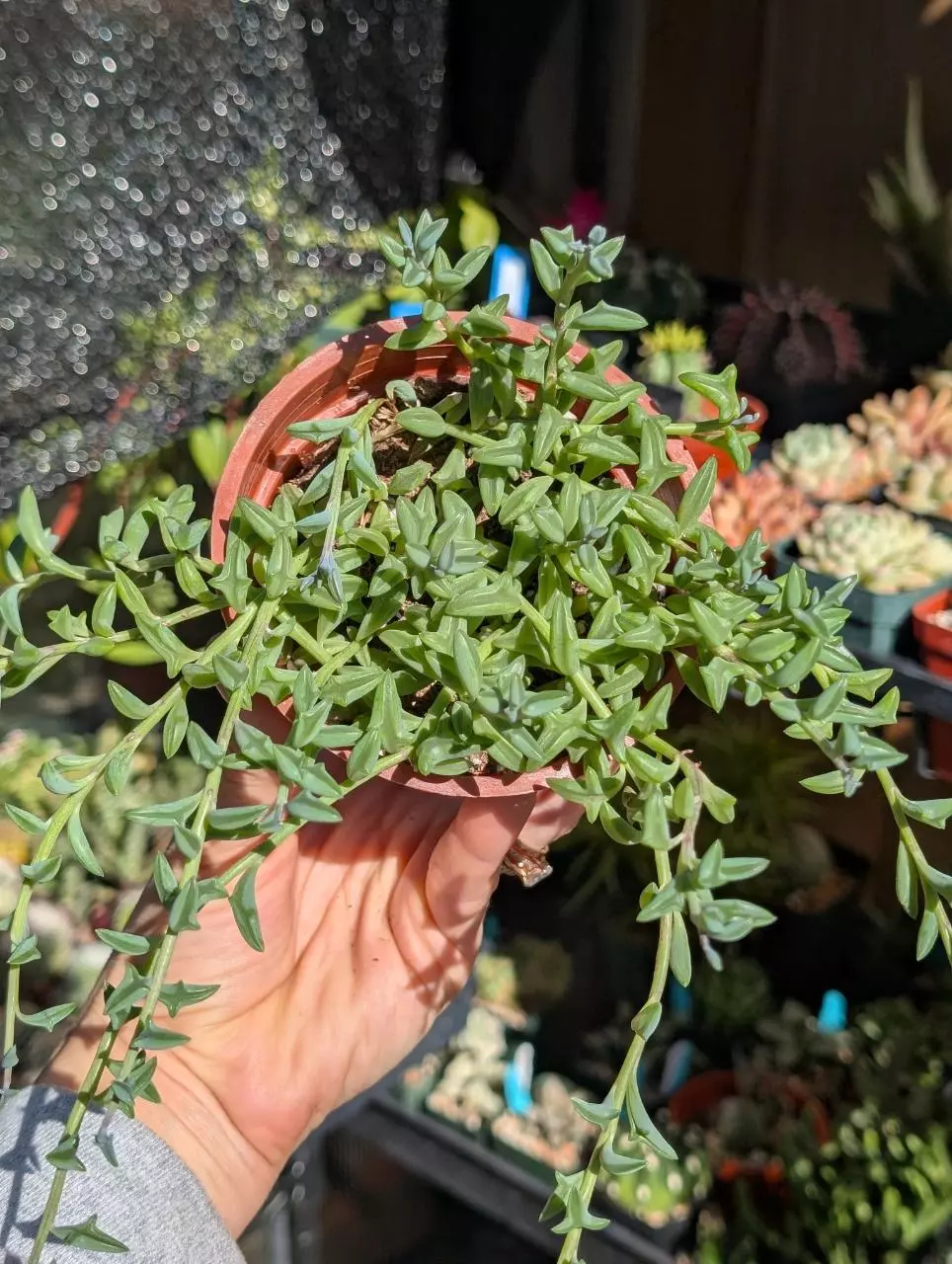 Strings of dolphins. Shipped in pot thumbnail