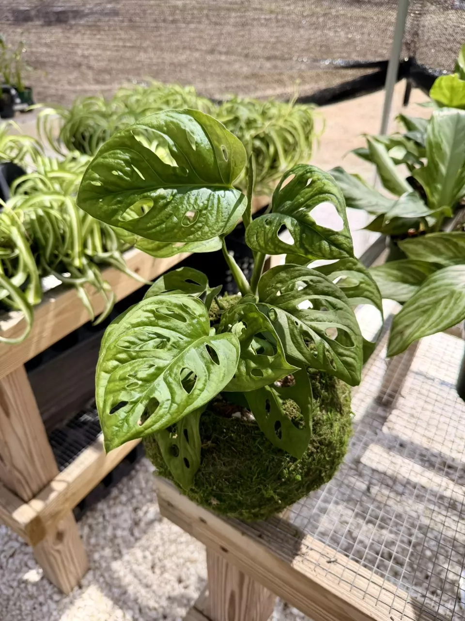 Large Monstera Adansonii Kokedama thumbnail