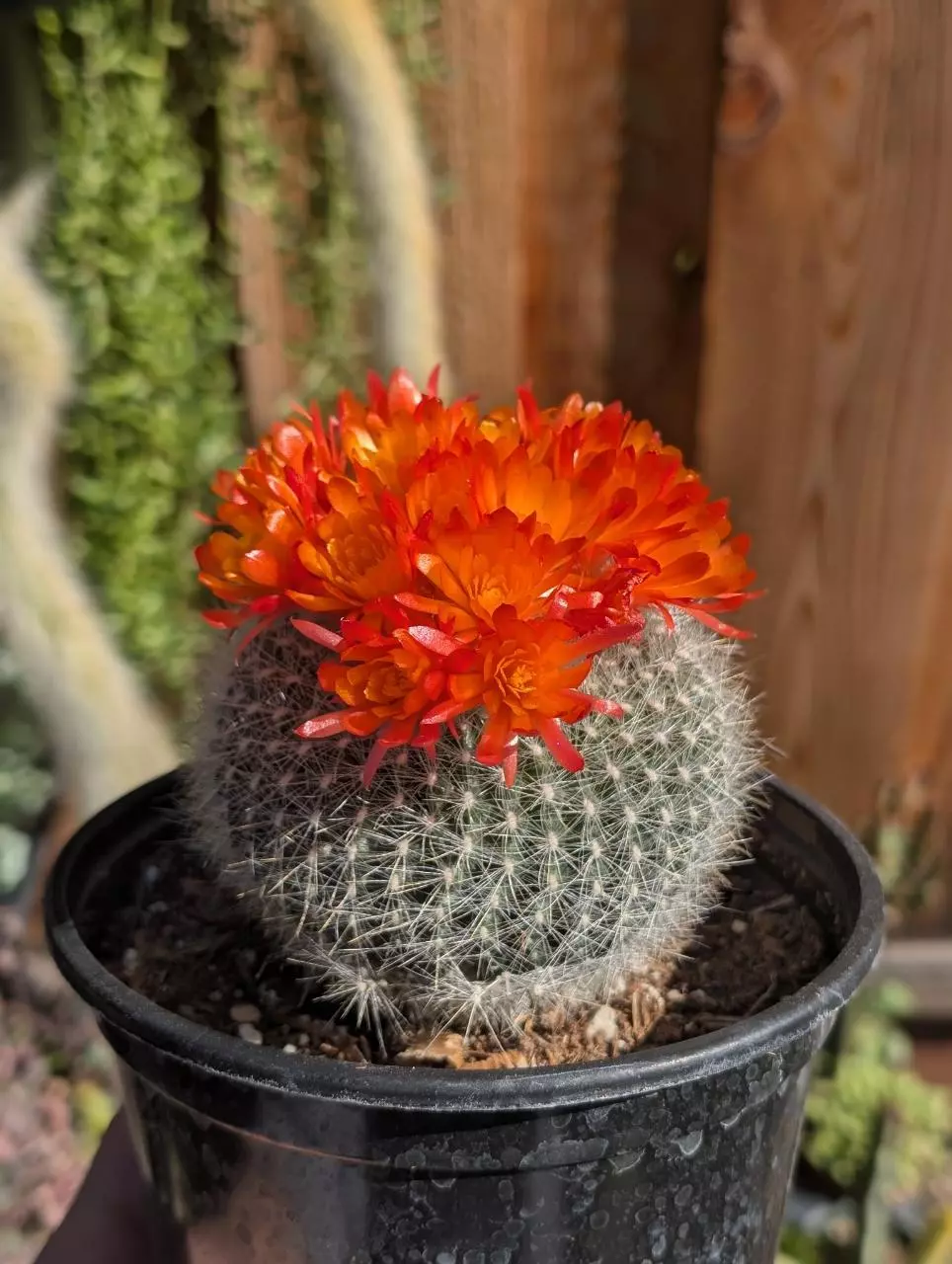 Parodia Haselbergii, 6" pot shown thumbnail