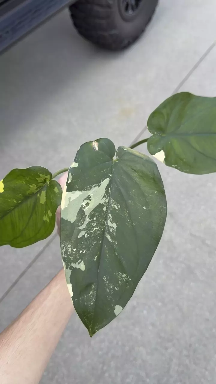 SYNGONIUM CHIAPENSE VARIEGATED thumbnail