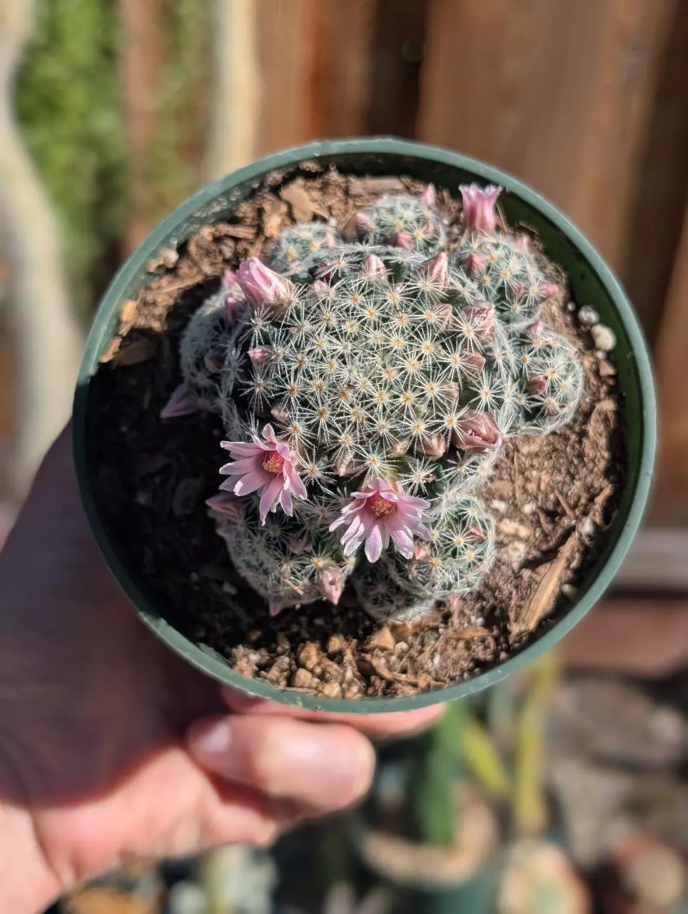 Mammillaria Schiedeana ssp. Giselae thumbnail