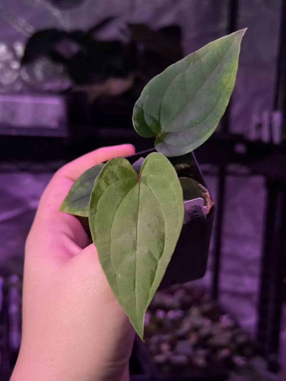 (#1404) RVDP x debilis thumbnail