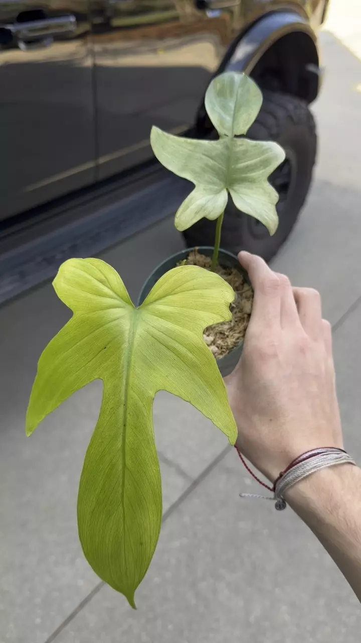 PHILODENDRON FLORIDA GHOST thumbnail